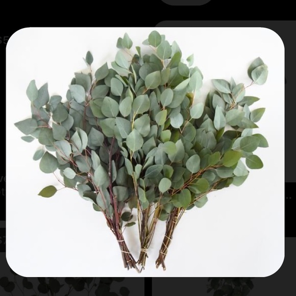 🌱RESTOCKED🌱Real Silver Dollar Eucalyptus-Dried - Picture 7 of 10